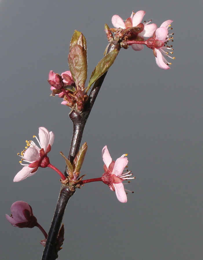 Image of Prunus cerasifera specimen.