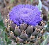 Cynara scolymus