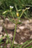 Cerastium holosteoides