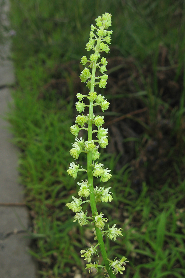 Image of Reseda lutea specimen.