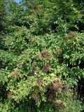 Sambucus nigra. Плодоносящее растение. Краснодарский край, окр. г. Анапа, опушка лиственного леса. 07.07.2013.