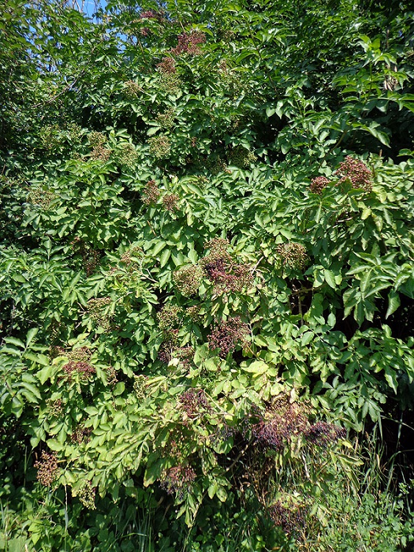 Image of Sambucus nigra specimen.