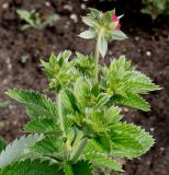 Potentilla argyrophylla variety atrosanguinea. Верхушка побега с развивающимся соцветием и раскрывающимся цветком (вид со стороны цветоножки). Германия, г. Krefeld, Ботанический сад. 10.06.2013.