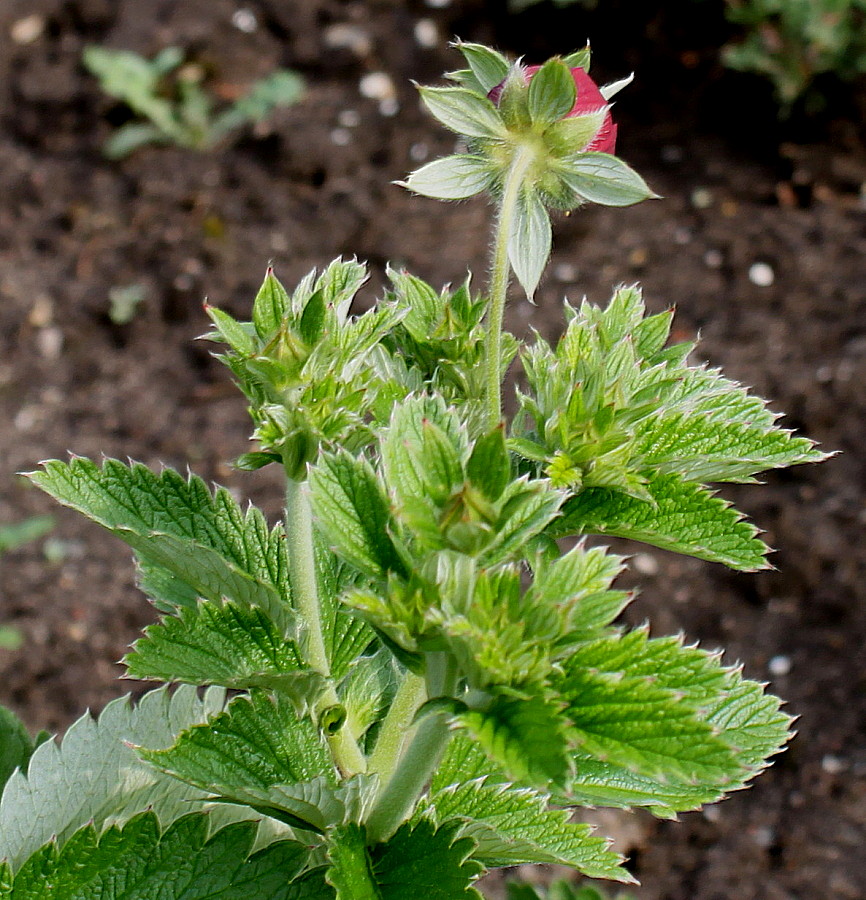 Изображение особи Potentilla argyrophylla var. atrosanguinea.