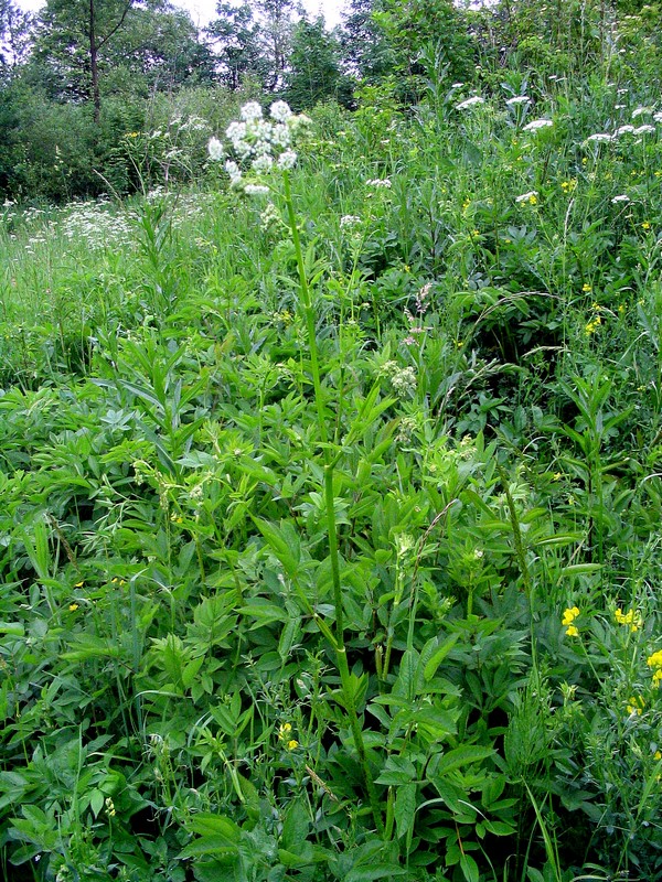 Image of Chaerophyllum aromaticum specimen.