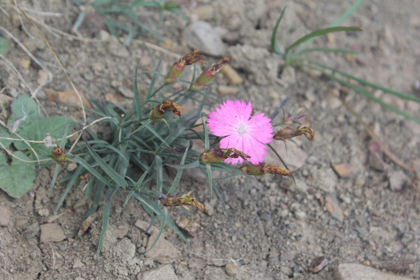 Изображение особи Dianthus kusnezovii.