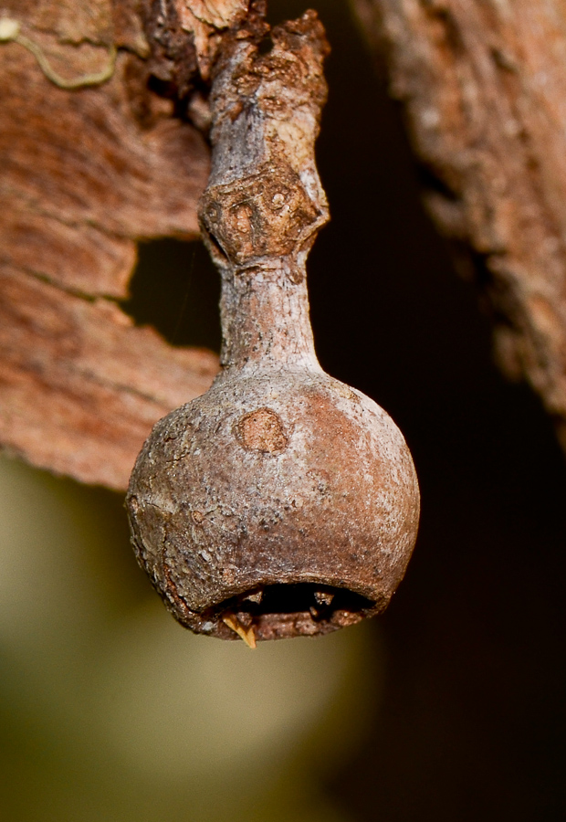 Image of Eucalyptus cinerea specimen.