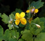 Chelidonium majus