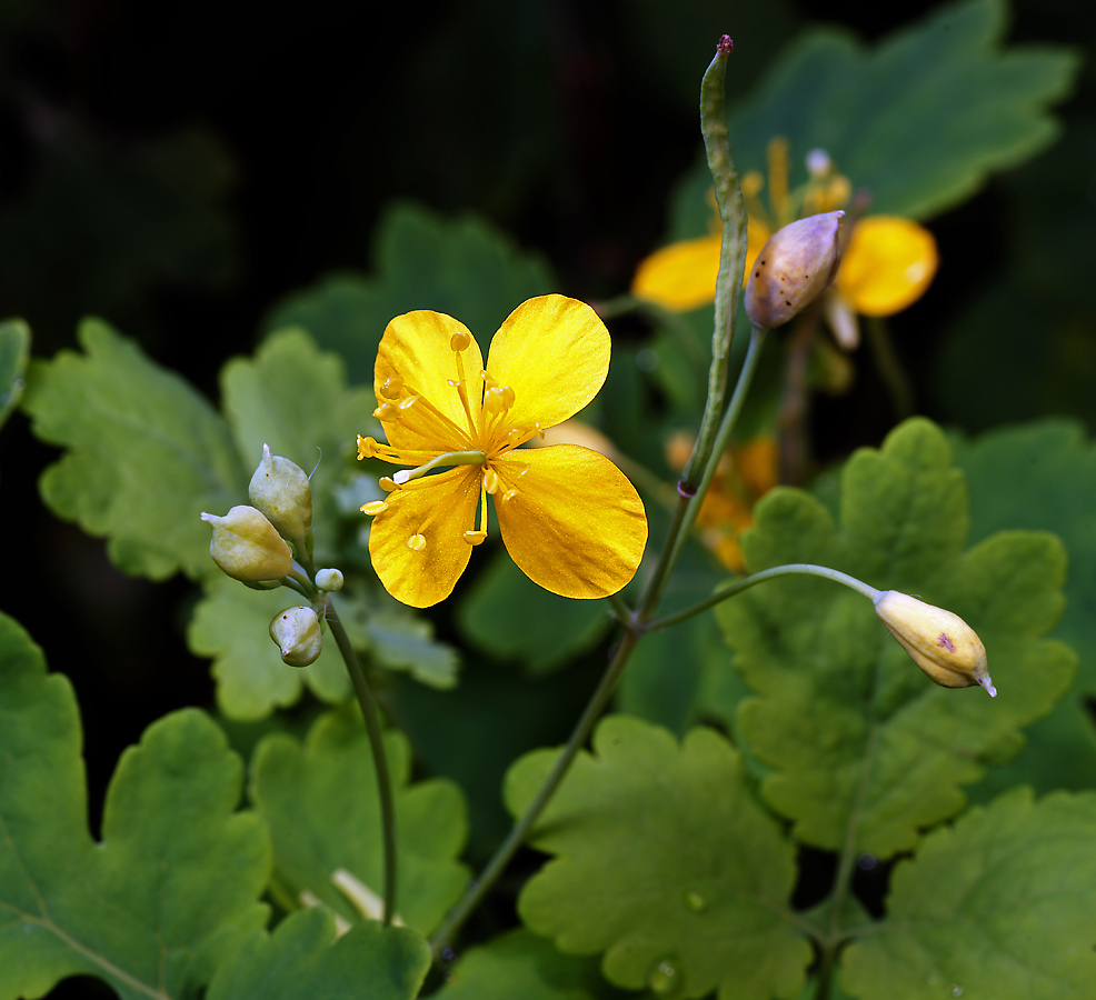 Image of Chelidonium majus specimen.