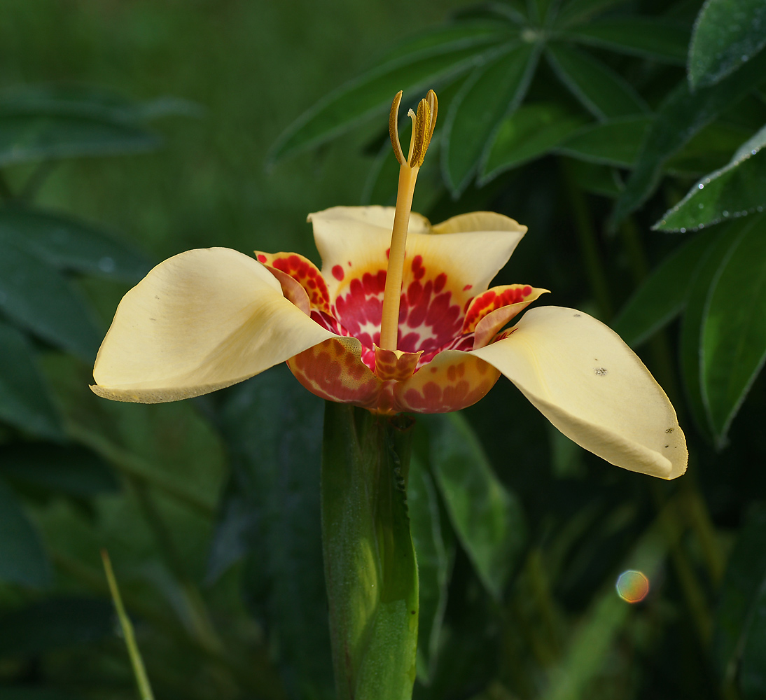 Изображение особи Tigridia pavonia.