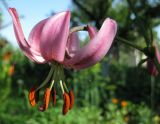 Lilium caucasicum