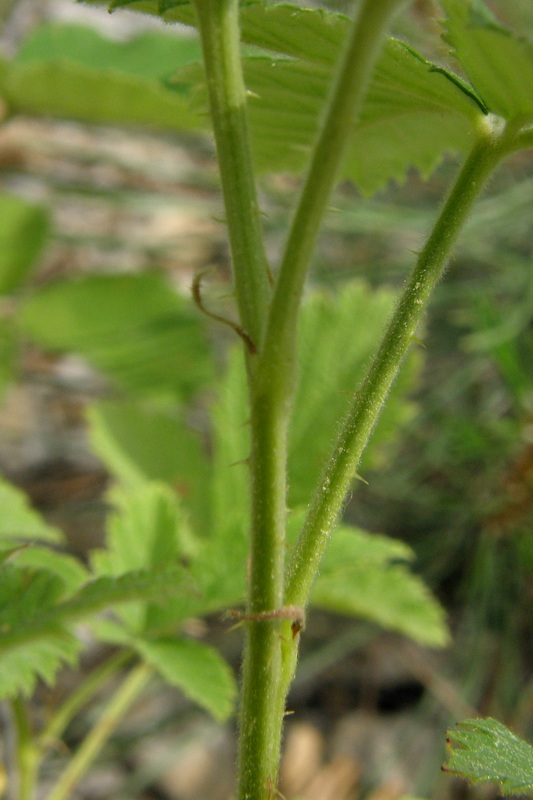 Image of Rubus scenoreinus specimen.