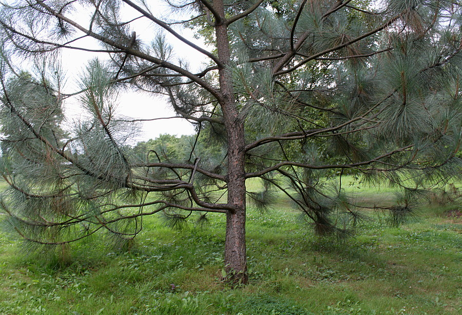 Image of Pinus coulteri specimen.