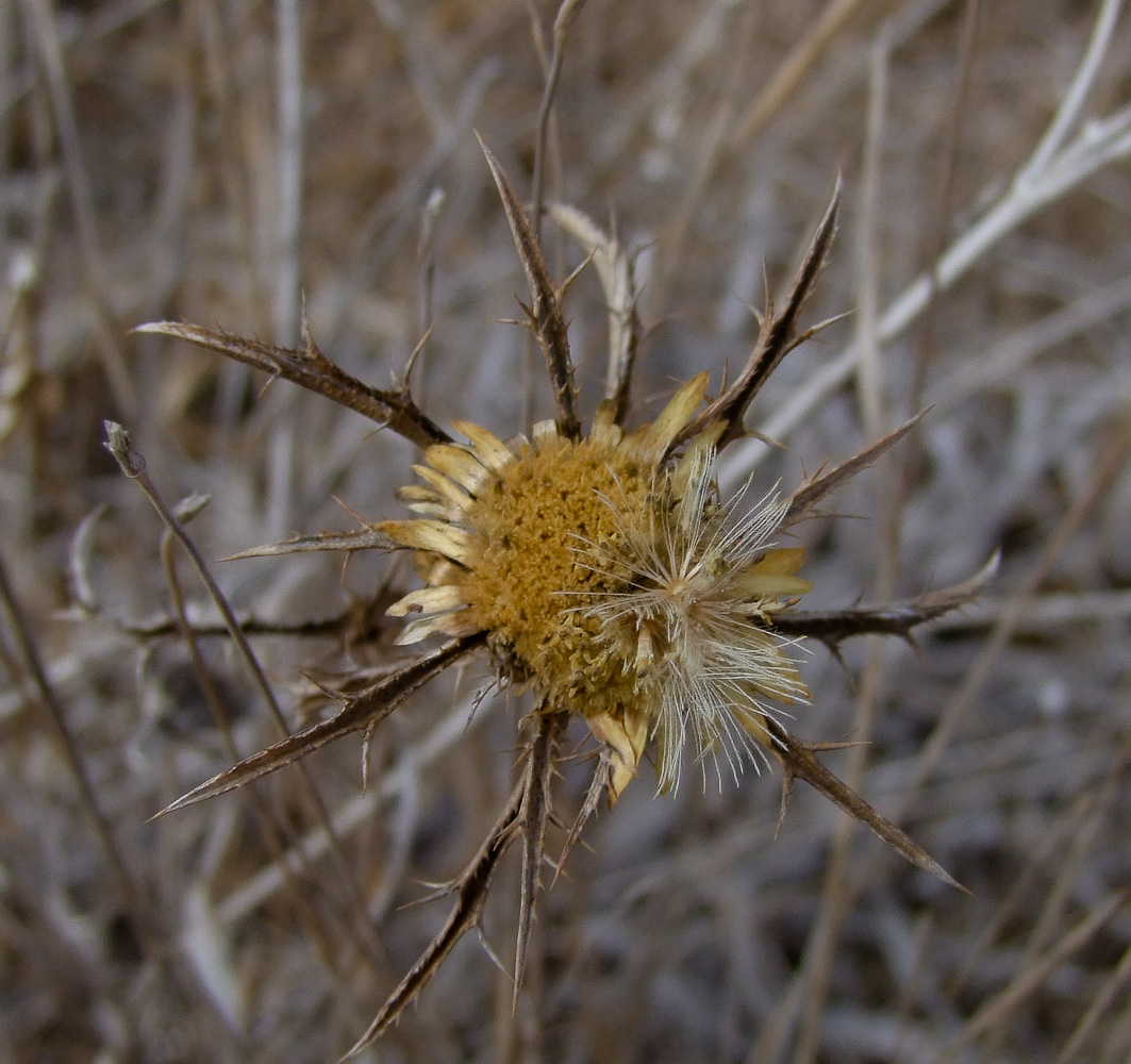 Изображение особи Carlina curetum.