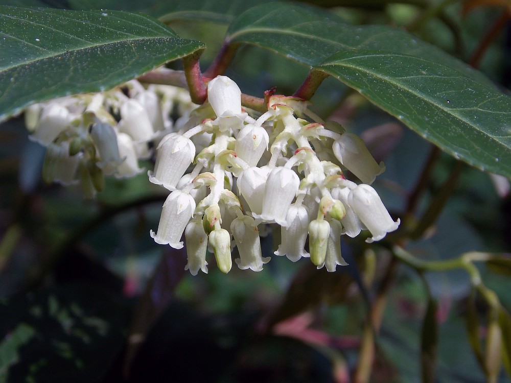 Изображение особи Leucothoe axillaris.