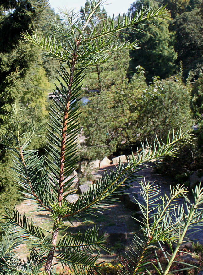 Image of Torreya grandis specimen.