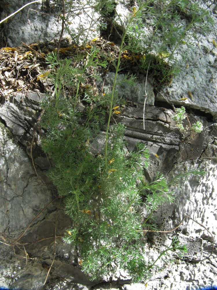 Image of Artemisia frigida specimen.