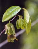 Asimina triloba