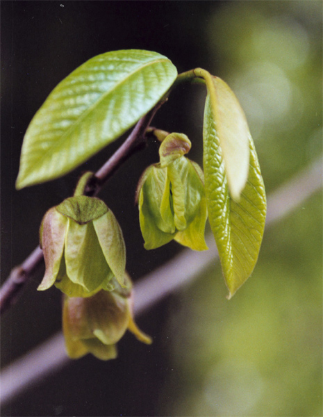 Изображение особи Asimina triloba.