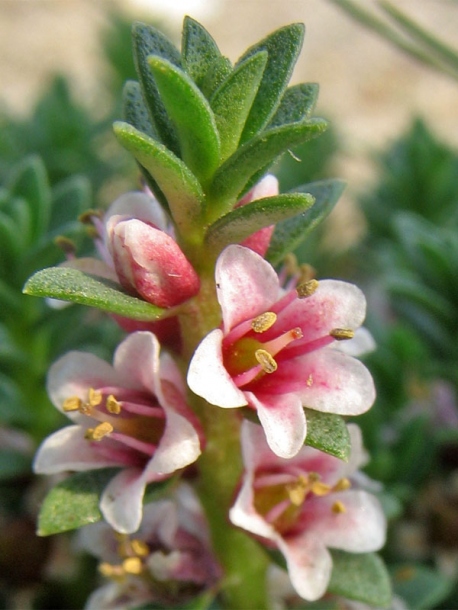 Image of Glaux maritima specimen.