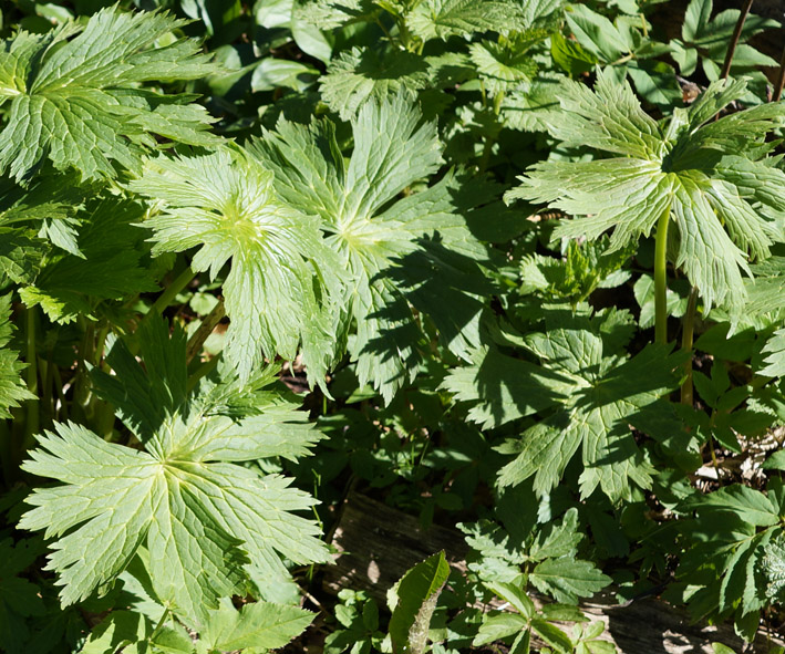 Image of genus Trollius specimen.