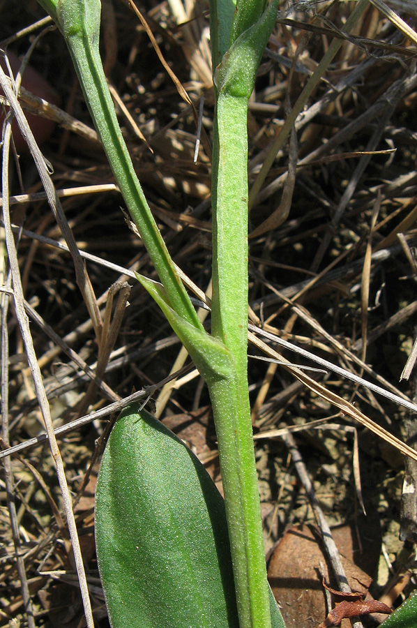 Image of Goniolimon tauricum specimen.