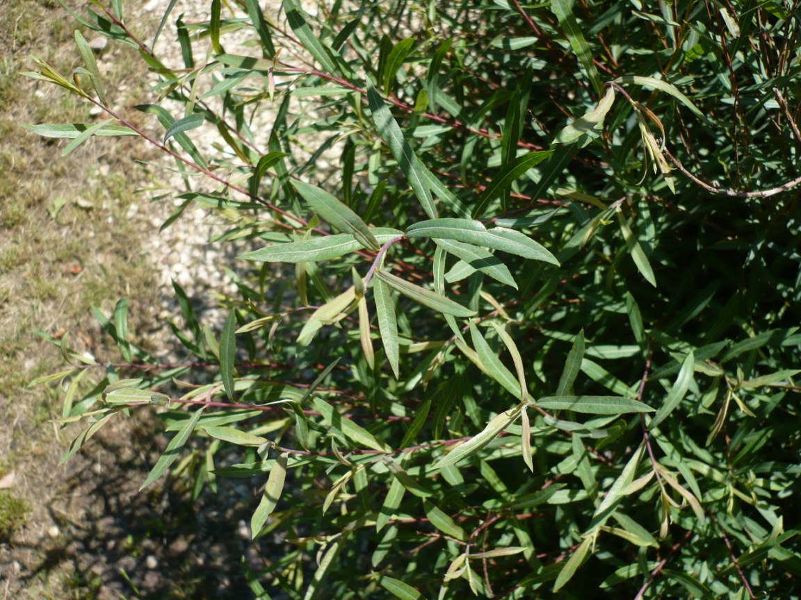 Image of Salix purpurea specimen.