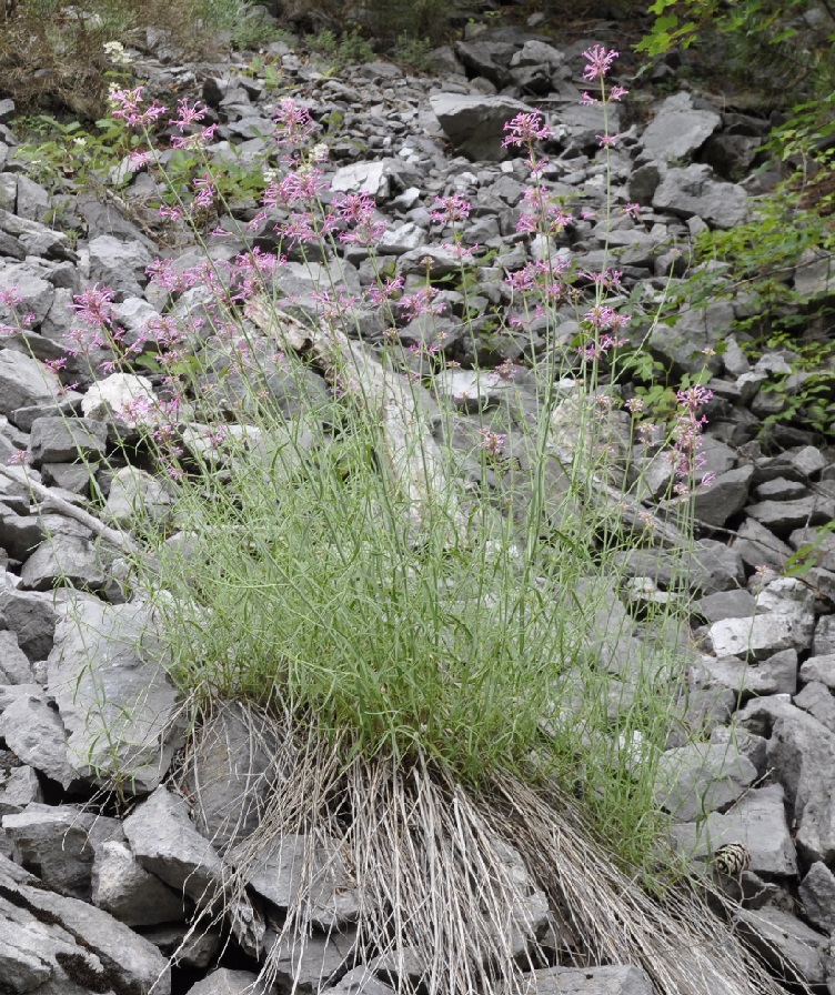 Изображение особи Centranthus longiflorus.