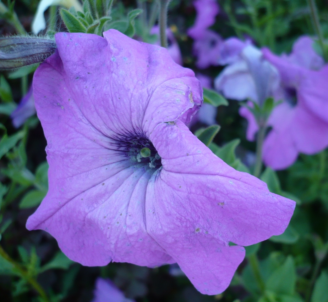 Image of Petunia &times; atkinsiana specimen.