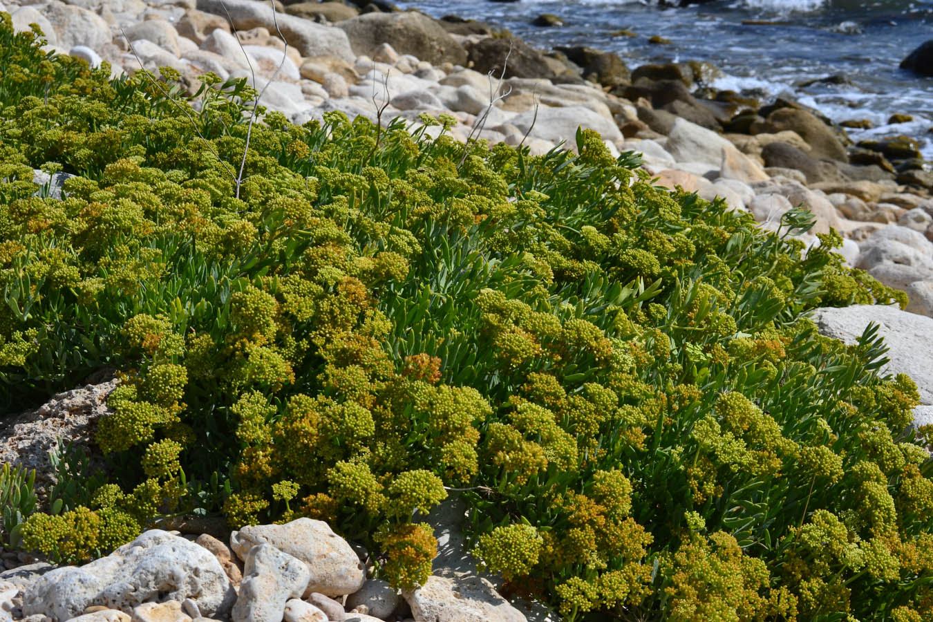 Image of Crithmum maritimum specimen.