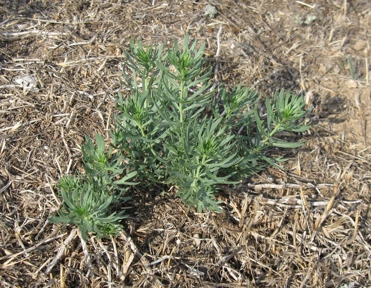 Image of Peganum harmala specimen.