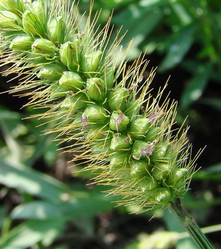 Image of Setaria pumila specimen.