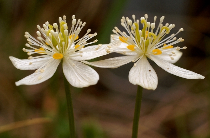 Изображение особи Coptis trifolia.