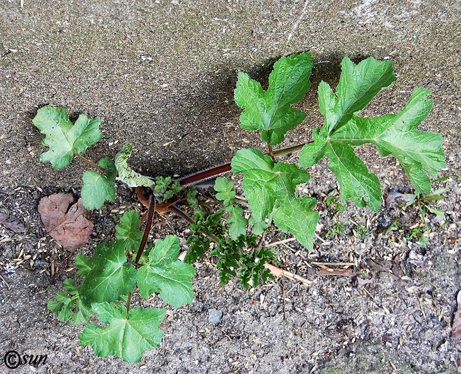 Image of Heracleum sibiricum specimen.