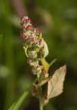 Chenopodium album