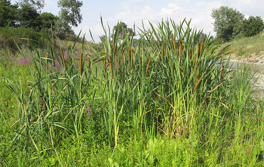 Изображение особи род Typha.