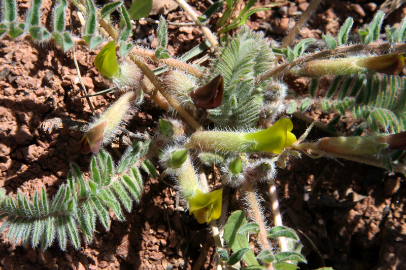 Изображение особи Astragalus atrovinosus.