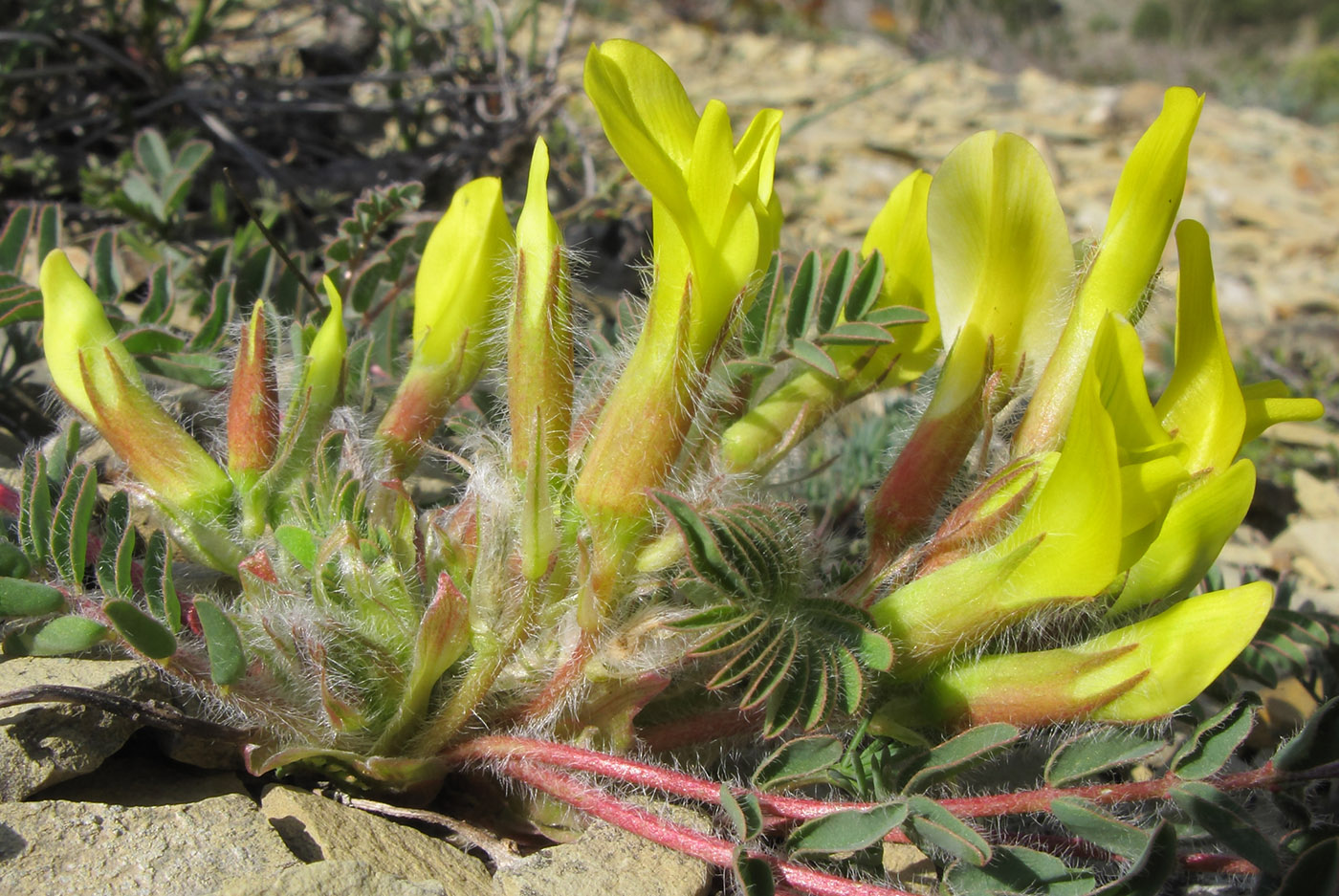 Изображение особи Astragalus utriger.