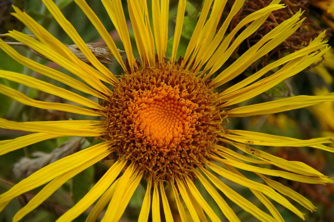 Image of Inula helenium specimen.