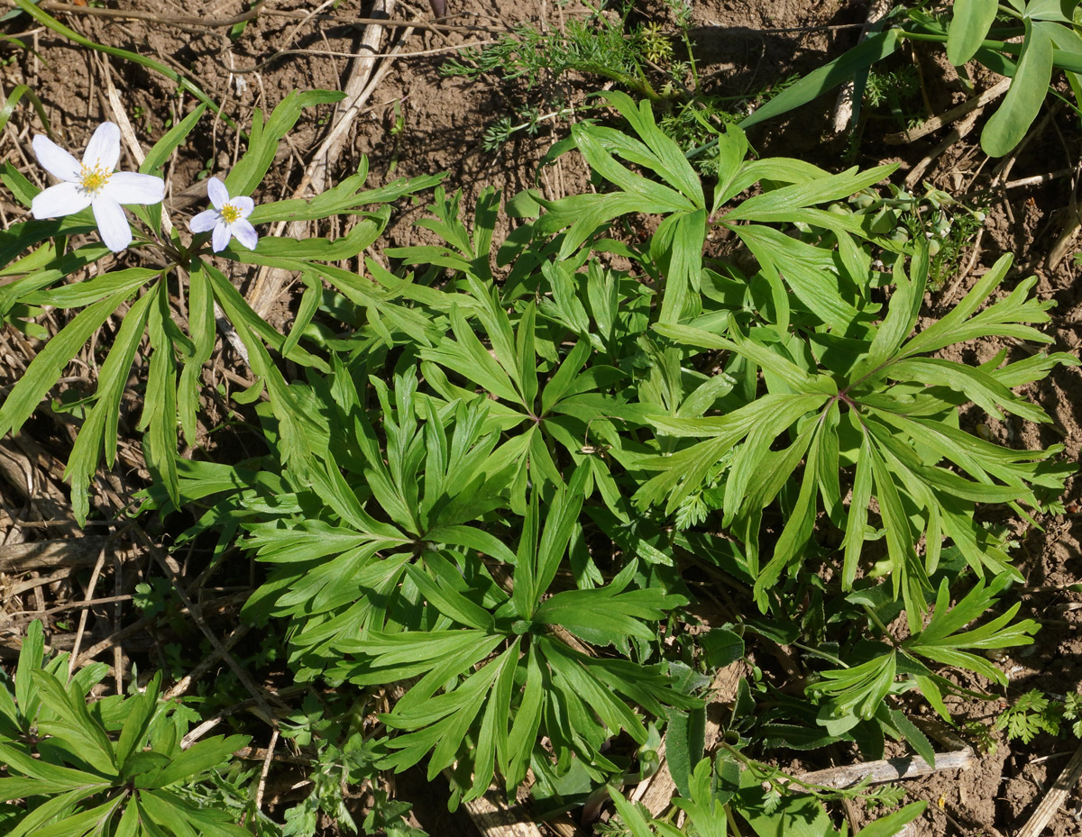 Image of Anemone caerulea specimen.