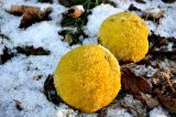 Maclura pomifera. Соплодия. Крым, г. Севастополь, в культуре. 03.01.2016.