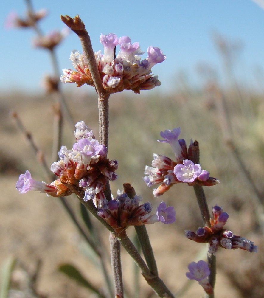 Image of Limonium suffruticosum specimen.