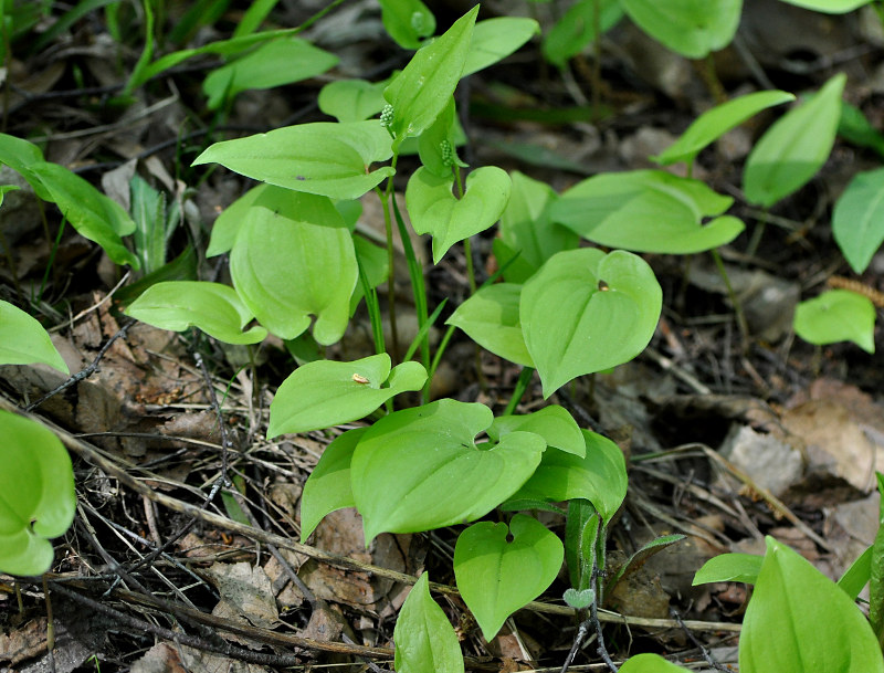 Image of Maianthemum bifolium specimen.