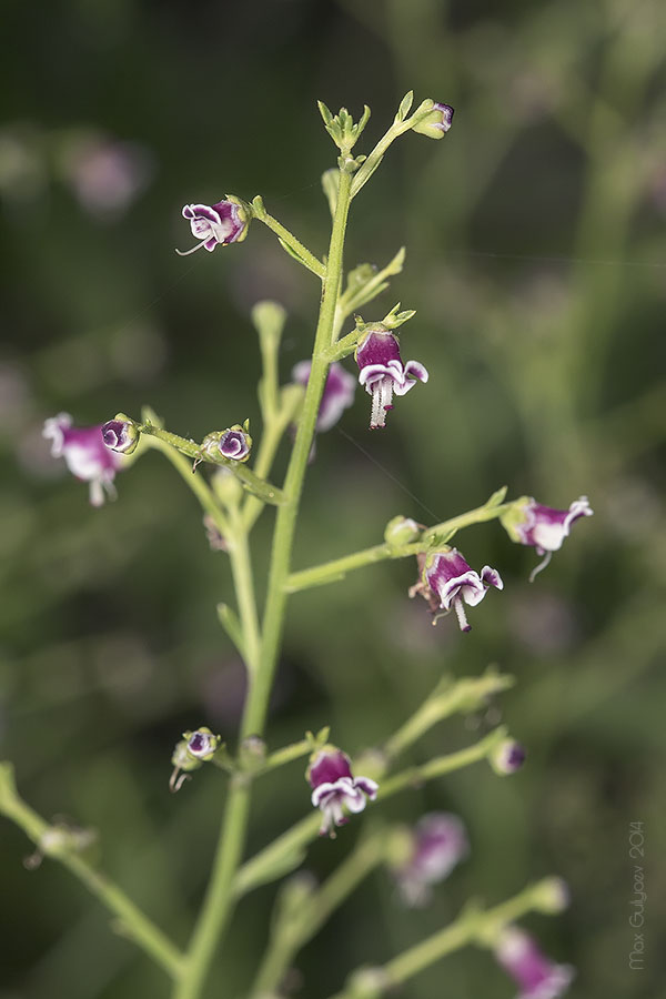 Image of Scrophularia bicolor specimen.