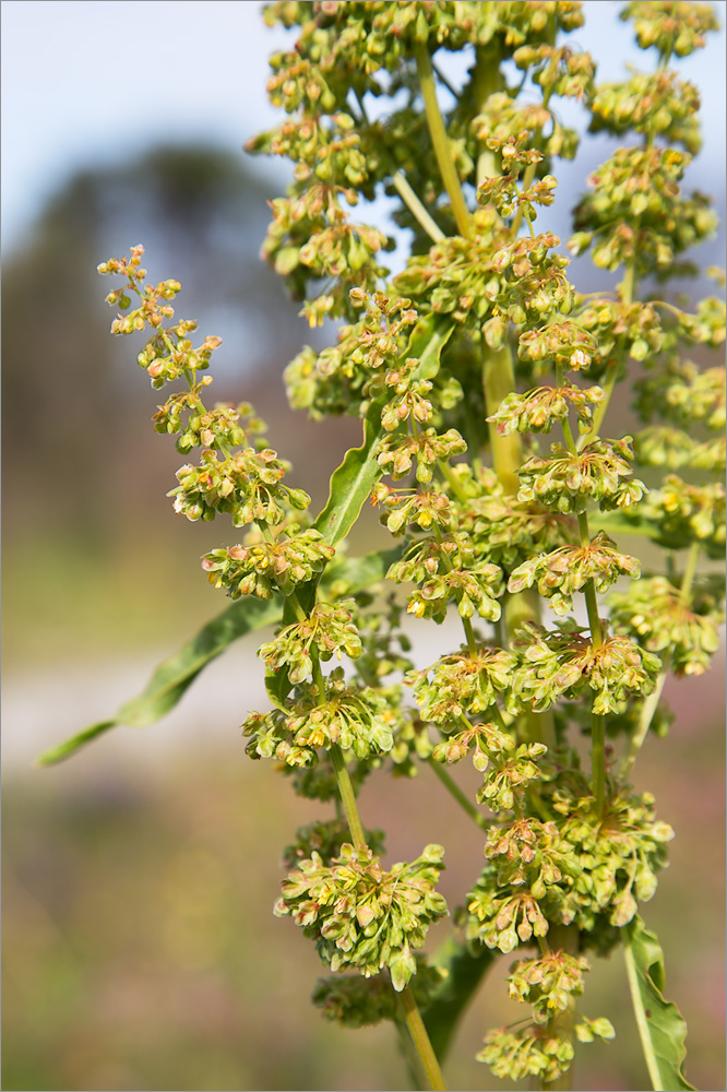 Image of Rumex longifolius specimen.