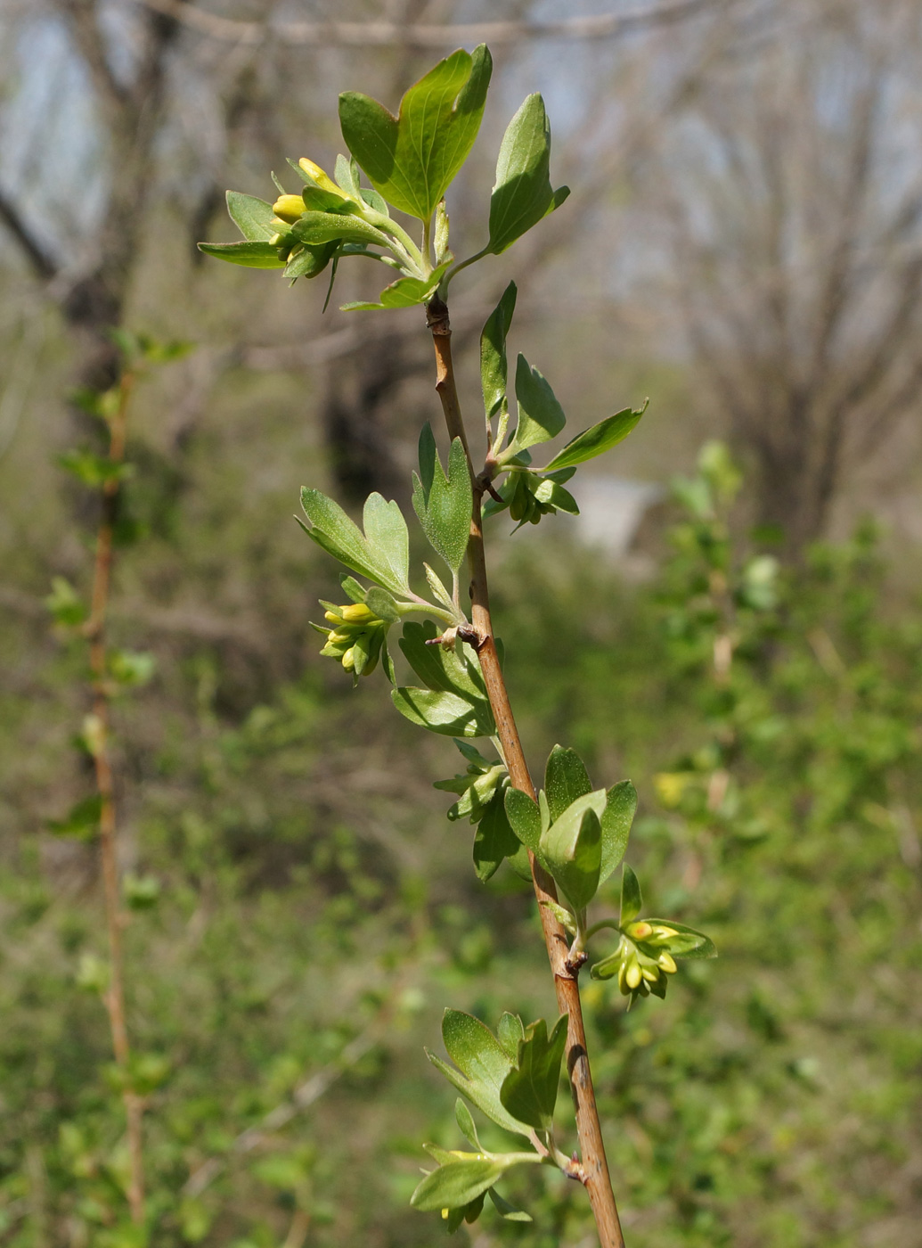 Изображение особи Ribes aureum.