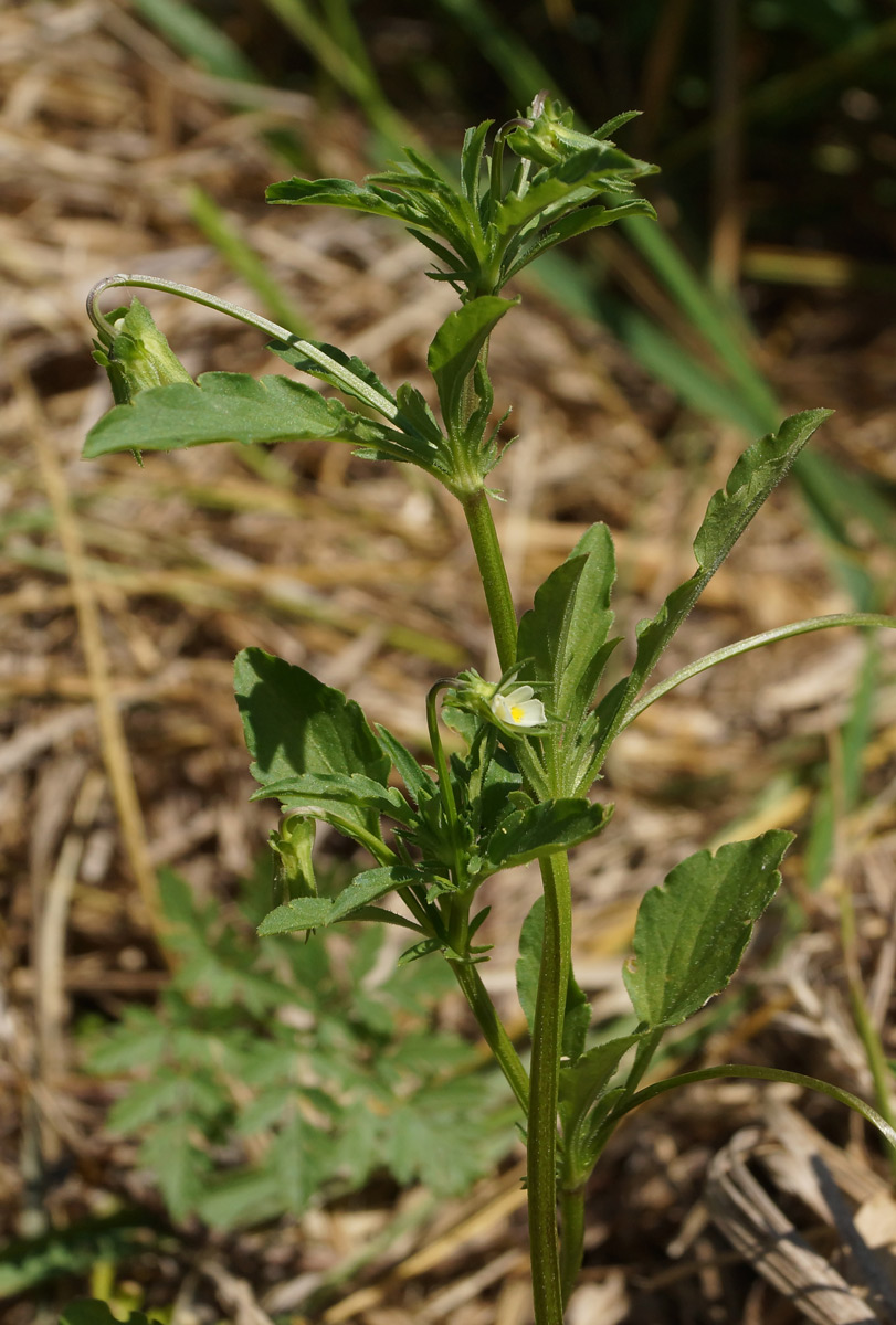 Image of Viola arvensis specimen.