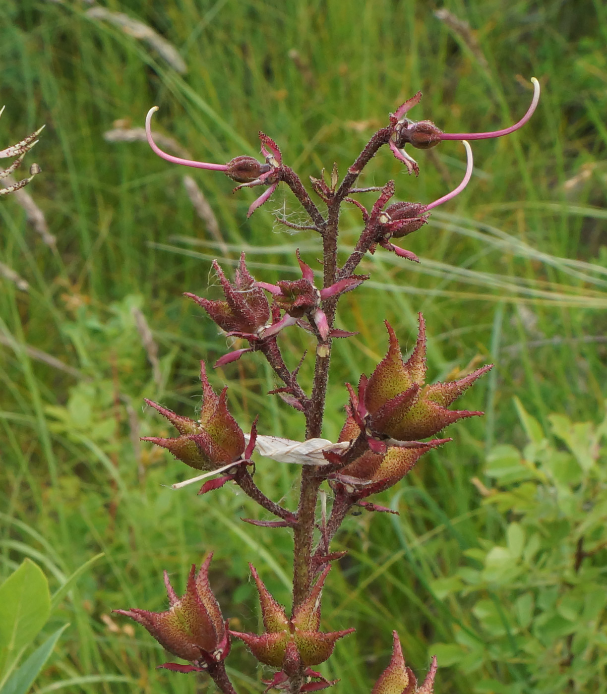 Image of Dictamnus angustifolius specimen.