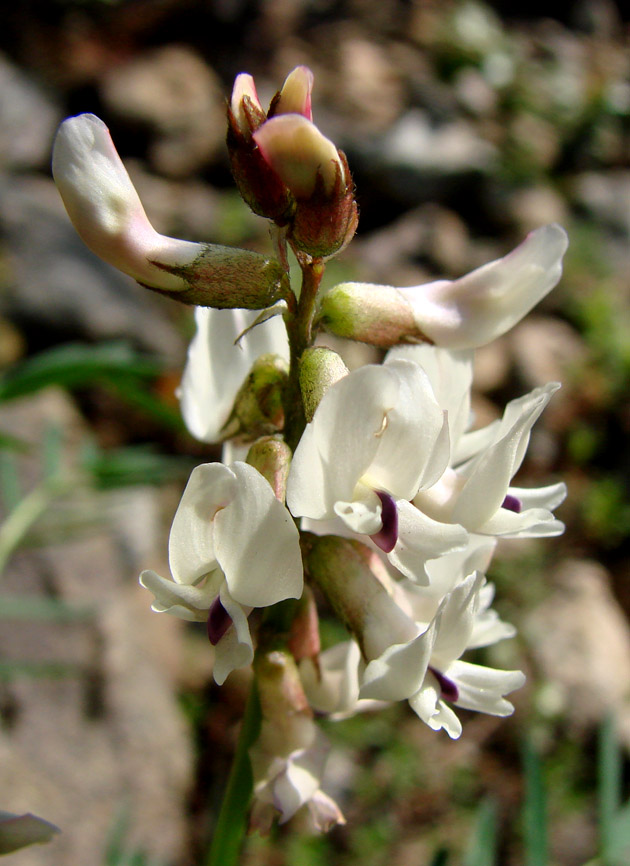 Image of Astragalus tugarinovii specimen.