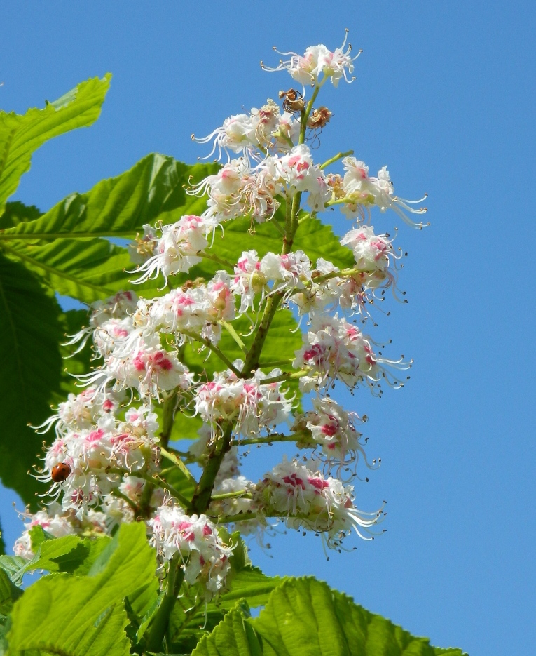 Image of Aesculus hippocastanum specimen.